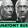 FlippedNormals Anatomy Bust