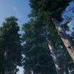 Mountain Trees - Dynamic Nature