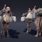 Camel Fantasy