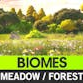 POLYGON - Meadow Forest - Nature Biome