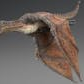 Wyvern Rex Lite Version
