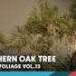 Foliage VOL.13 - Southern Oak Trees (Nanite and Low Poly)