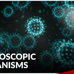 Microscopic Organisms