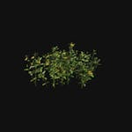 Prop -  Shrub B