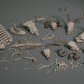 Bones VOL.3 - Animal Bones 2 (Nanite + Low Poly)