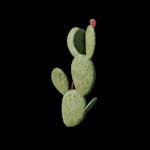 Outlaw - Prop - Cactus_C