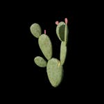 Outlaw - Prop - Cactus_B
