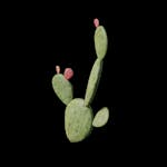 Outlaw - Prop - Cactus_F