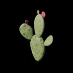 Outlaw - Prop -Cactus_A