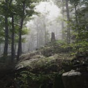 Forest Environment - Dynamic Nature