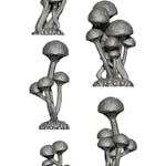 Sporemarsh Fungi Plants