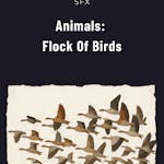 Animals: Flock of Birds