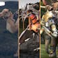 Fantasy Animal (Pack)