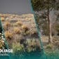 Nanite Foliage Vol1