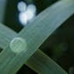 Dew Droplet