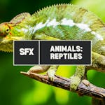 Animals: Reptiles