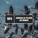 Animals: Flock of Birds