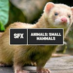 Animals: Small Mammals