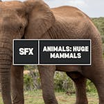 Animals: Huge Mammals