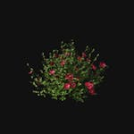 Prop - Shrub A