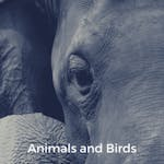 Animals and Birds